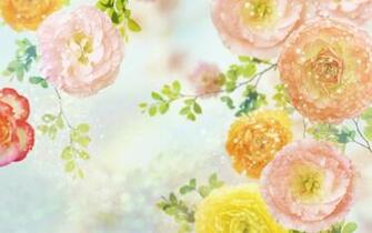 Carnation