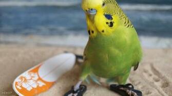 Budgie Funny Beach Bird Sand HD Wallpaper Gallery