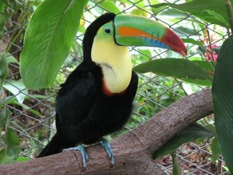 Toucan Wallpaper HD