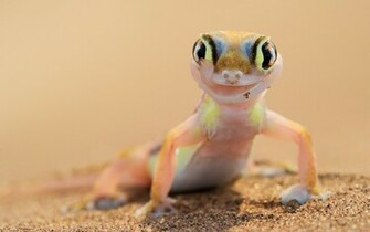Gecko Palmato Image Desktop HD Wallpaper
