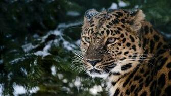 Snow Leopard Wallpaper Background HD Desktop