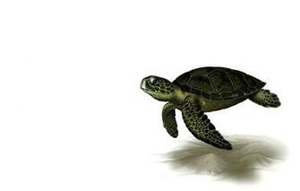 Wallpaper Rendering Turtle Art Leslie Casilli Sea