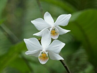 White Orchid Flower