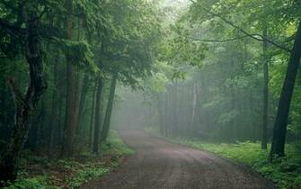 Forest Fog Wallpaper Road Through Foggy