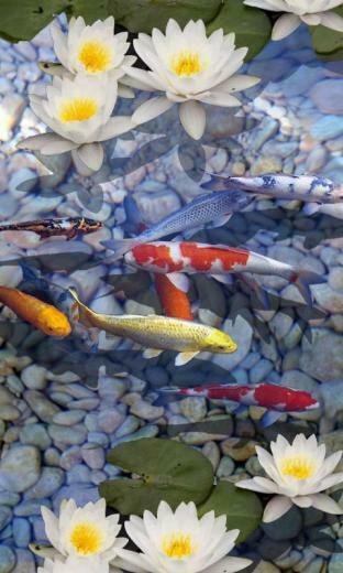 3d Fish Pond Live Wallpaper For Android