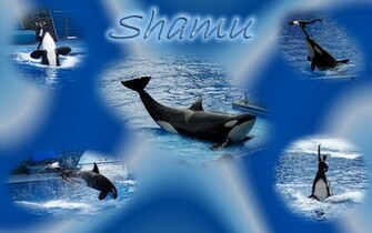Shamu Wallpaper By Ceibita