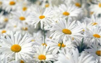 Spring Flowers Clip Art On