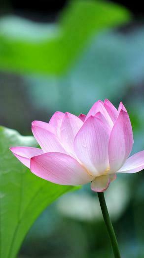 Flower iPhone Plus Wallpaper HD