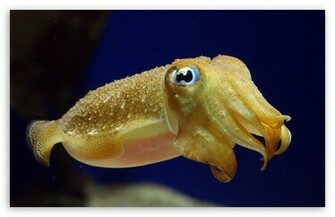 Cuttlefish Wallpaper