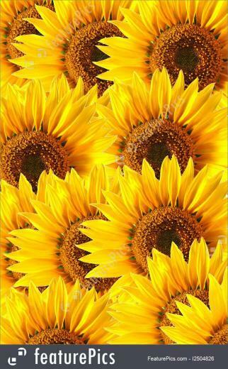 Sunflower Background