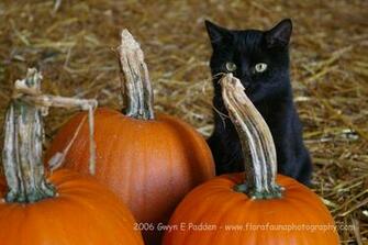 Halloween Kitten Wallpaper By Adiantum