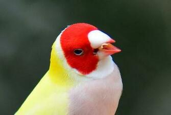 Beautiful Colourful Sparrows HD Wallpaper