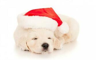 Christmas Dogs Wallpaper High Quality
