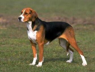 Beagle HD Wallpaper