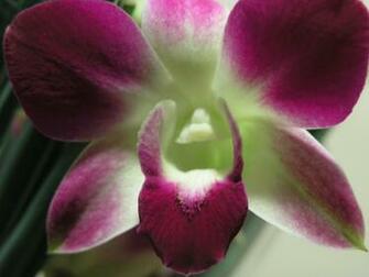 Orchid Wallpaper HD Background Image Pictures