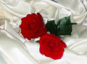 Bed Of Roses
