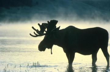 File Bull Moose Stands In Water Silhouette Jpg