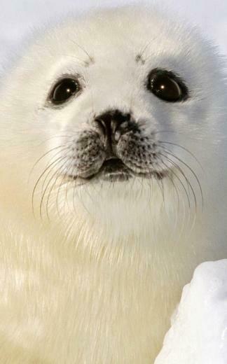 Cute Animals Live Wallpaper Android Apps On Google Play