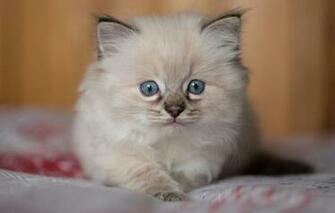 Wallpaper Cat Kitty Background Portrait Fluffy Bed The