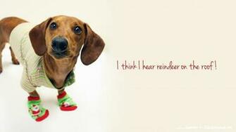 Days Of Cheer Holiday Desktop Wallpaper Ammo The Dachshund