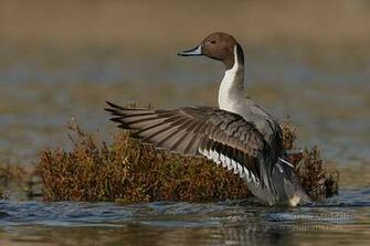 Pintail Wallpaper Northern