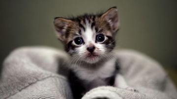Cats Wallpaper For Desktop Small