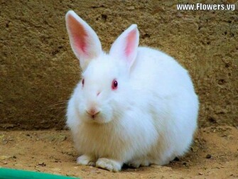 White Wallpaper HD Rabbit Wallpapermine