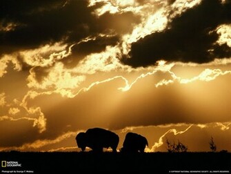 Wichita Mountains Wildlife Refuge Oklahoma Grazing Bison Photo Of