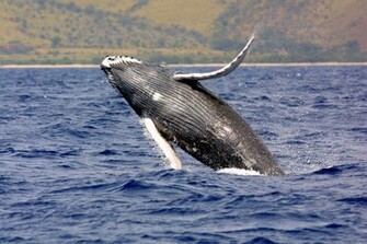 Humpbackwhale Jpg