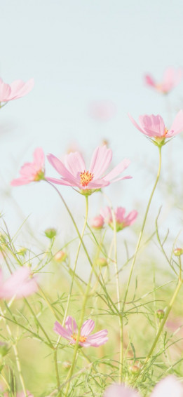 Aesthetic Spring Wallpaper For iPhone May The Ray