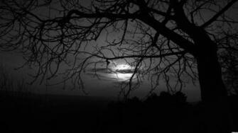 Dark Trees Wallpaper Desktop Background Image Photos
