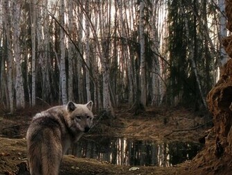 Timber Wolf