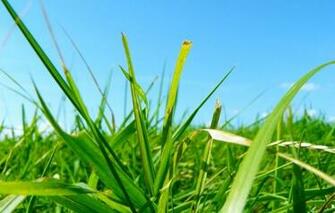 Wallpaper Grass Green Blue Leaves Nature