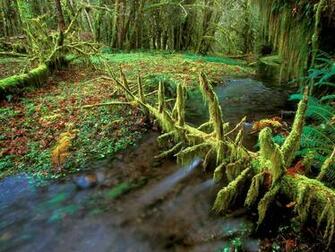 Rainforest Background
