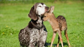 Deer Wallpaper HD Photos