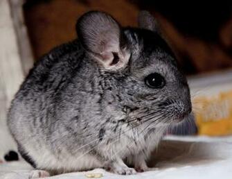 Chinchilla Baby Ii By Samaritanka
