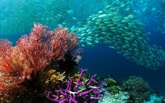 Fish Wallpaper Sea Life