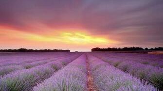 4k Wallpaper Field