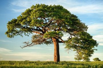 Tree Wallpaper HD Hq