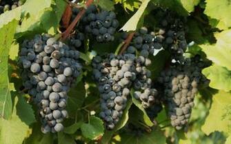 Grapes Wallpaper