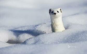 A Stoat Displaying Its Winter Coat Berndt Fischer Age Fotostock