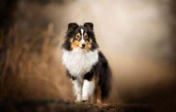 Wallpaper Dog Bokeh Sheltie Shetland Sheepdog Image For