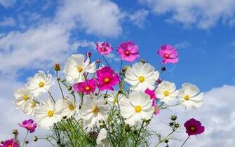 Wallpaper Summer Flowers