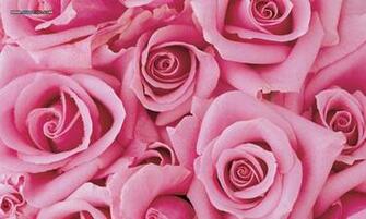 Pink Rose Wallpaper Google Image Search Engine