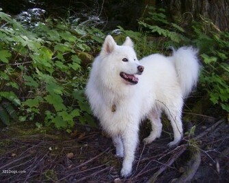 Samoyed Wallpaper Jpg