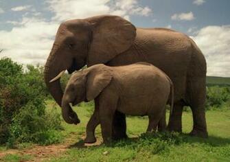 Elephant Wallpaper Which Is Under The
