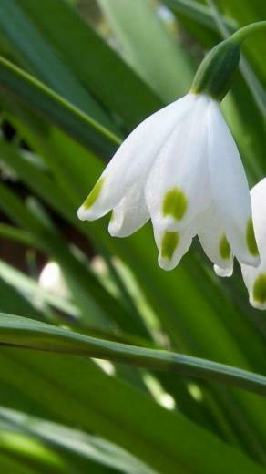 Snow Drops On White Tulips iPhone Wallpaper HD Source