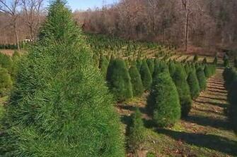 Sundays Through Dec Christmas Tree Farm