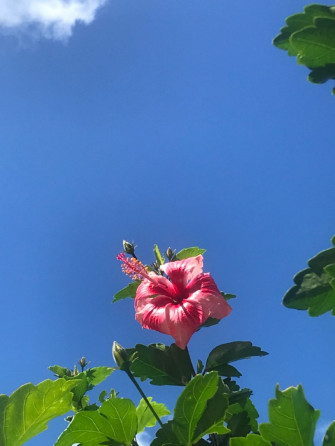Hibiscus Flower Wallpaper