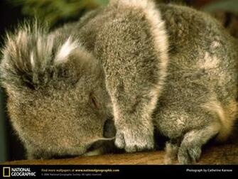Koala Picture Desktop Wallpaper